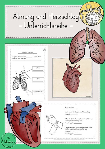 Atmung und Herzschlag Unterrichtsreihe.png