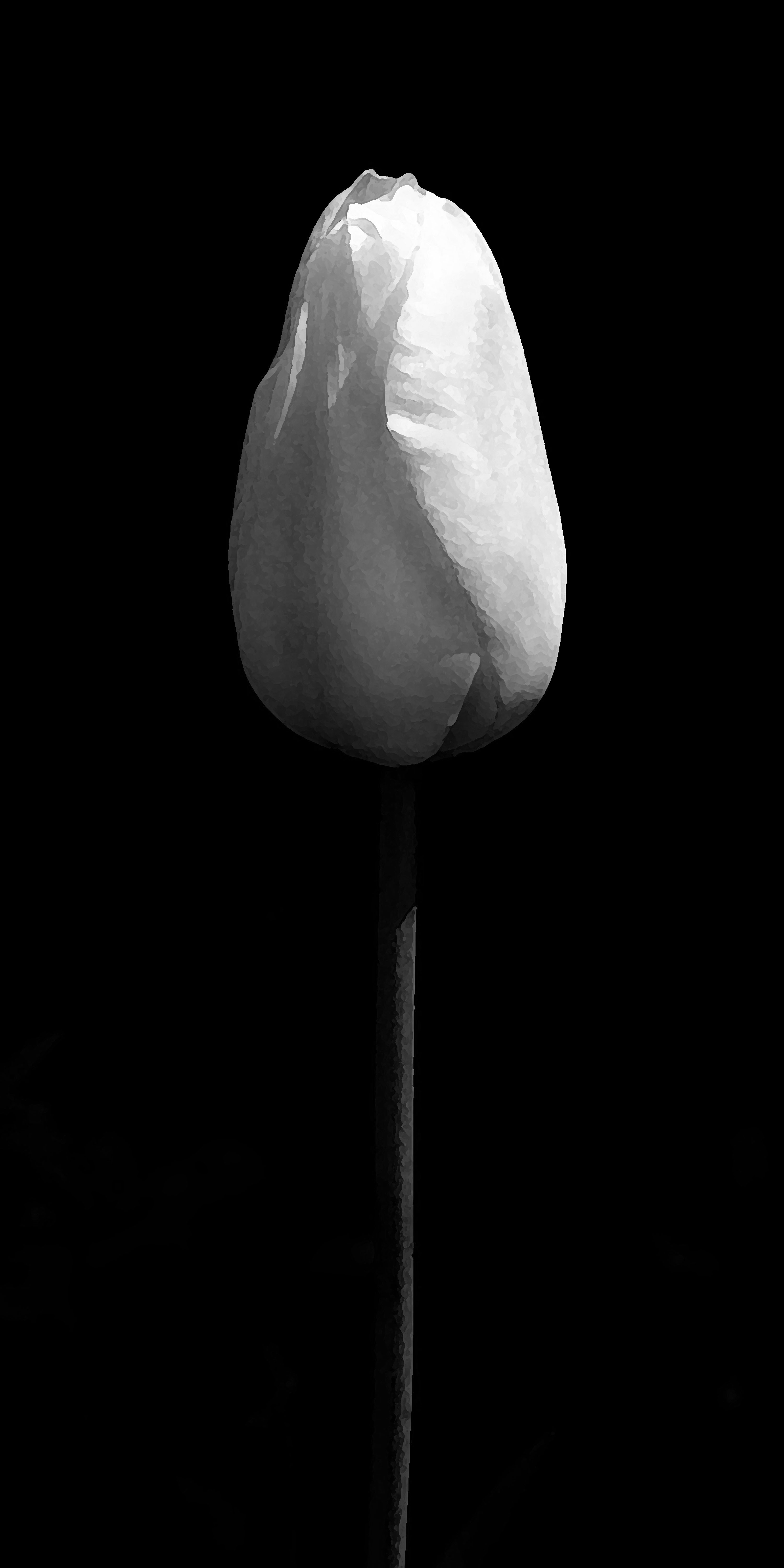 Cocoon