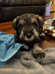 Miniature Schnauzers Puppies