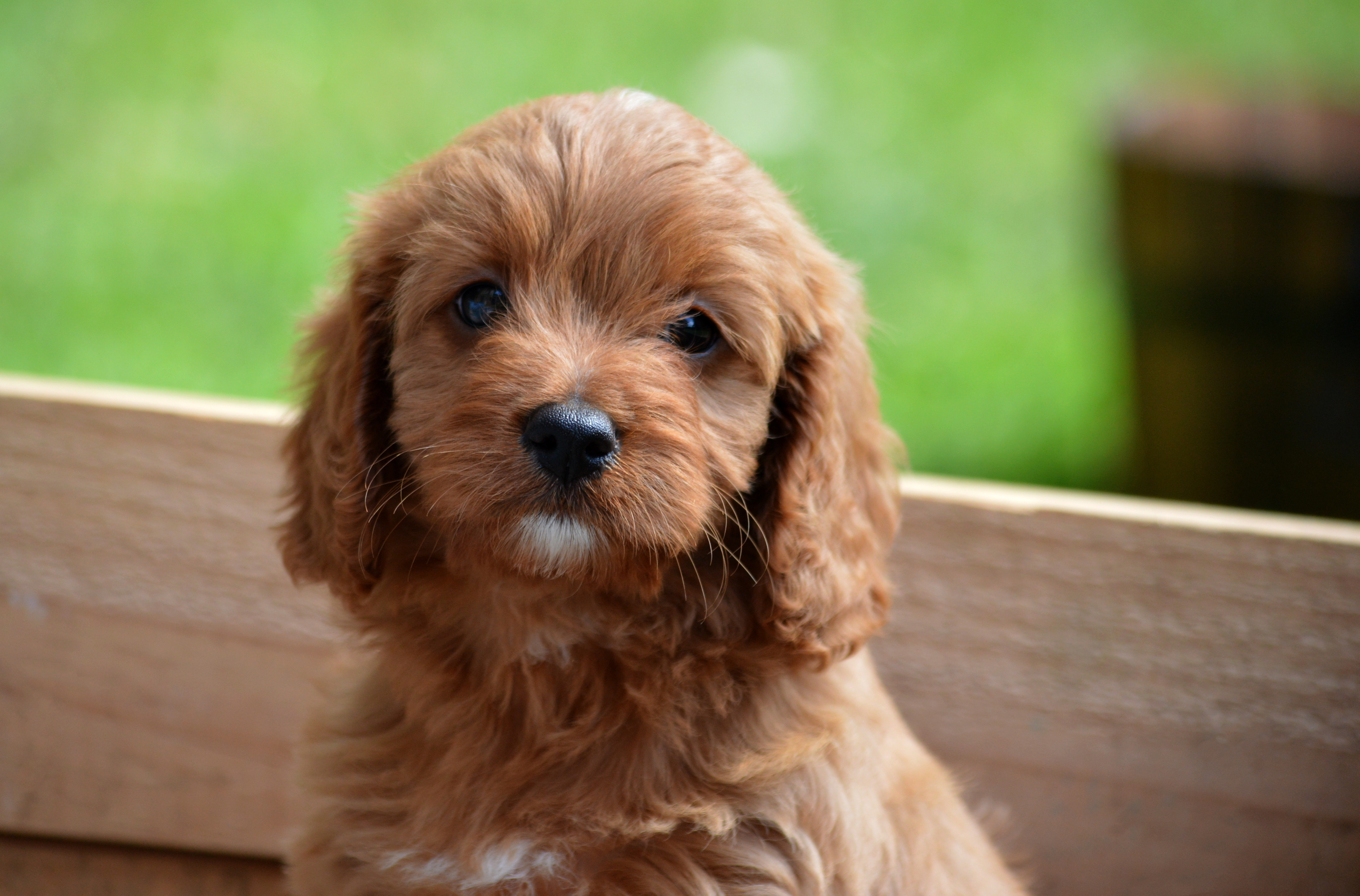 ruby toy cavoodle