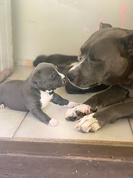 American Blue Staffy Pups