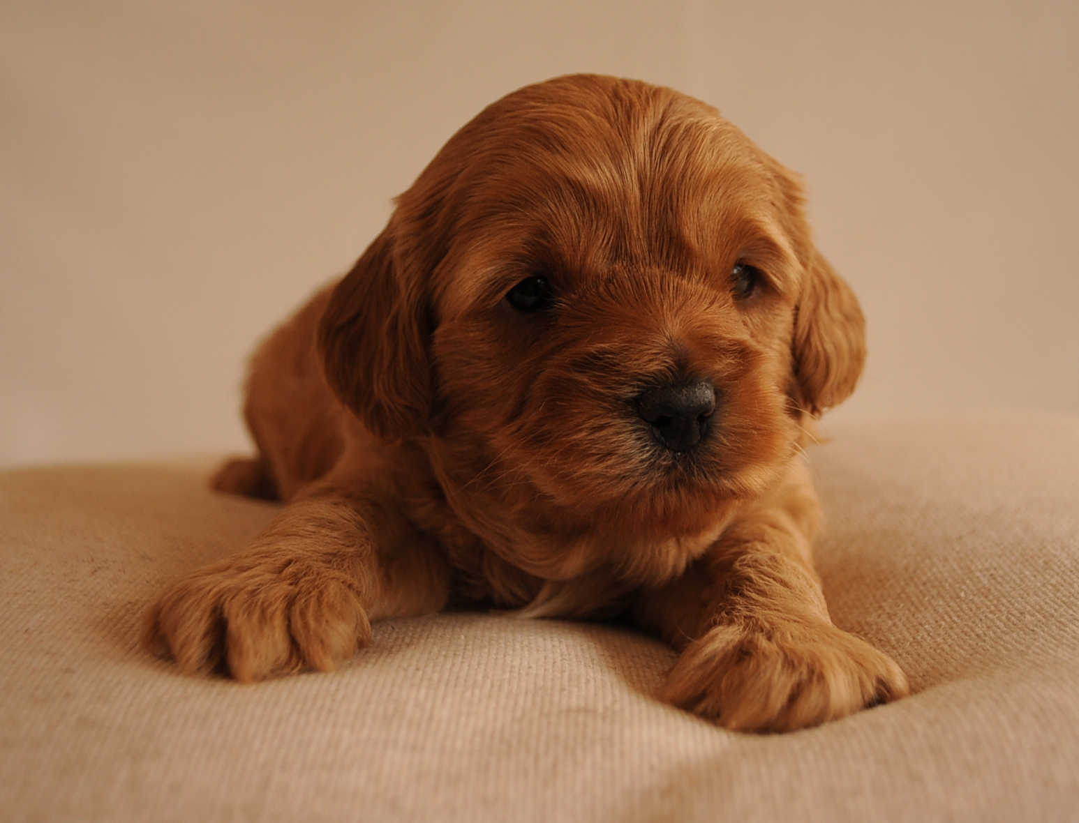 ruby toy cavoodle