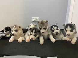 Pure Bred Siberian Husky for sale