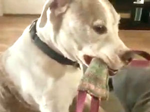 Senior dog enjoying a game of tug of war with his person even though he has mobility issues