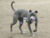 Grey pit bull playing with bubbles during training