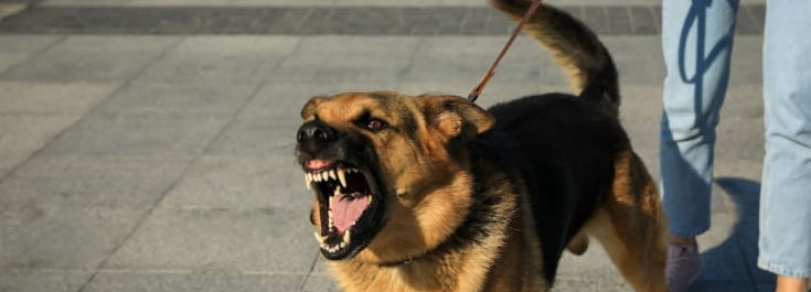 Dog exhibiting leash reactivity