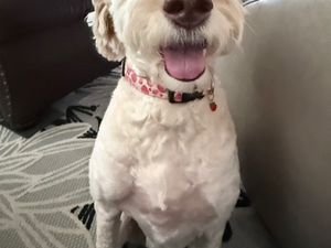 Dogs Generalize Poorly: Why Your Dog Doesn't Automatically Know the Rules Everywhere