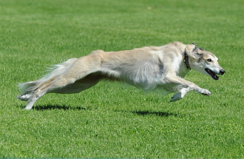 Tan and white dog running swiftly across a lush green field, ears back, appearing focused and energetic. One-on-one private dog training consultation in Temecula CA - K9 Journey Dog Training
