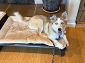 Husky mix on a bed during a session with the trainer