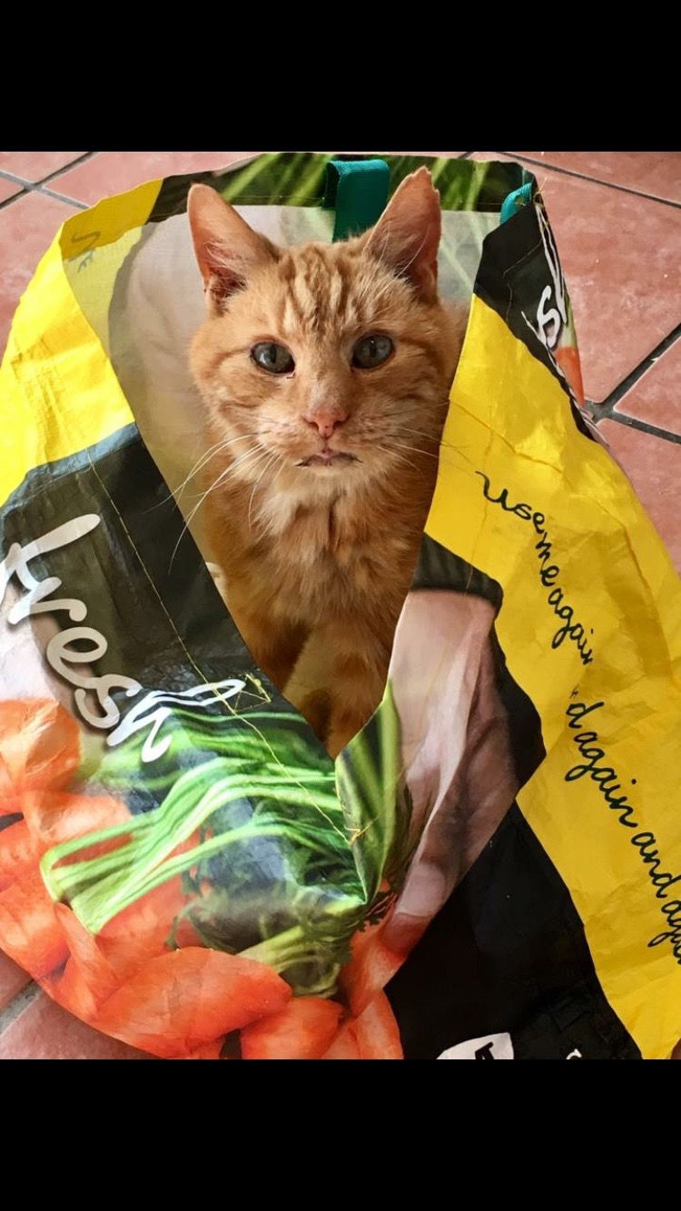 Larry the Cat