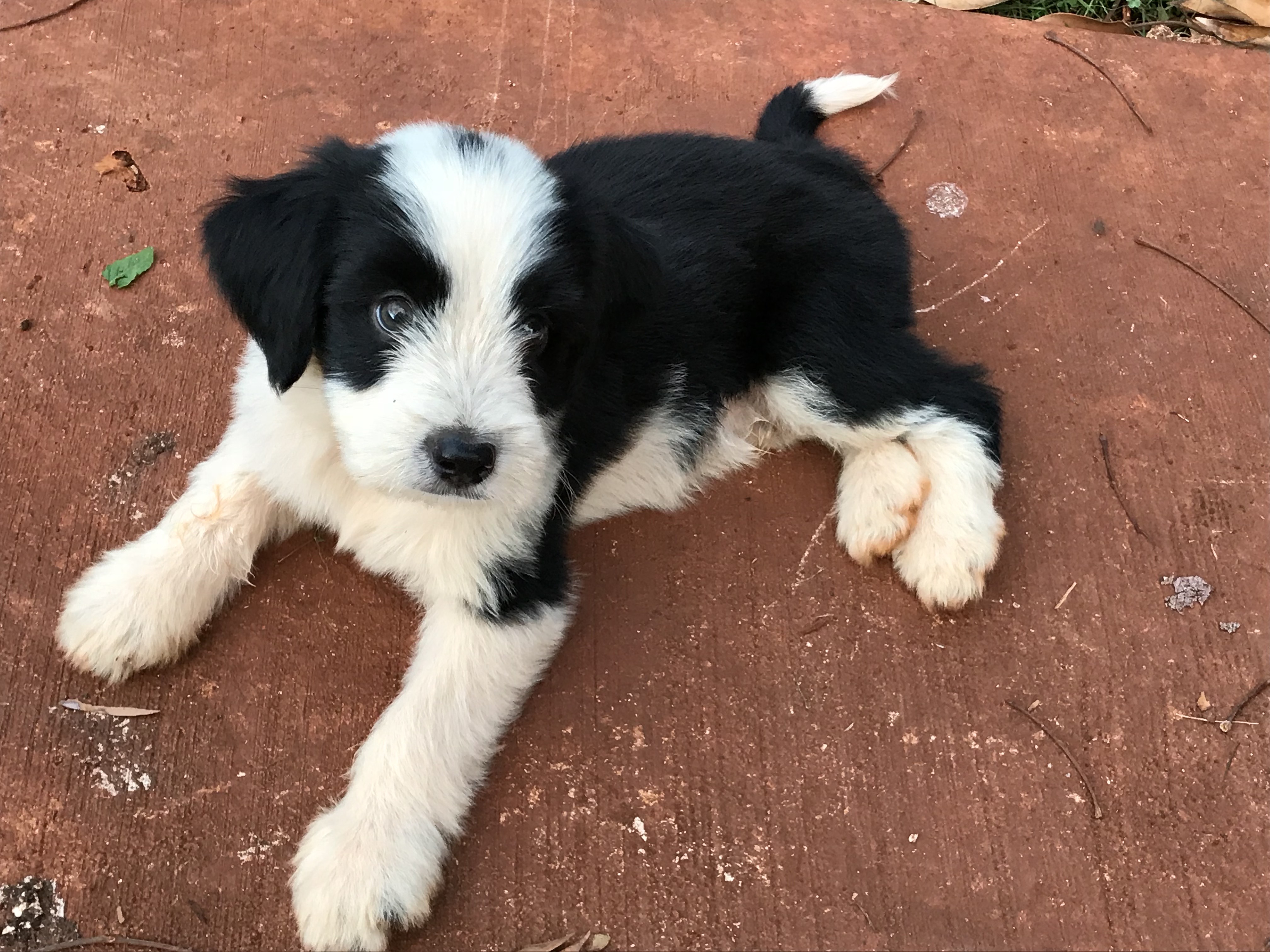 tibetan terrier puppies for sale