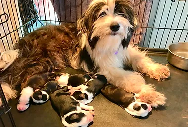 petfinder tibetan terrier