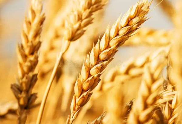 Blé ayant poussé et mûri tout le printemps