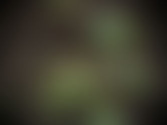 Jeunes pousses symbolisant le renouveau et la croissance