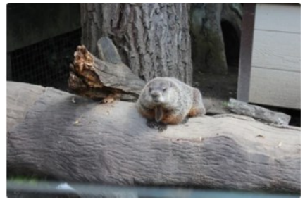 A beaver and his SUFFICIENT logging...we could learn a thing or two