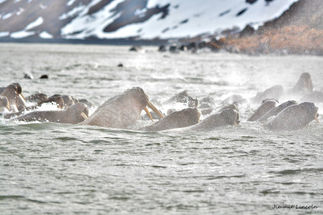 walruses swimming.jpg