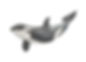 thumbnail_Orca ver1 web.jpg