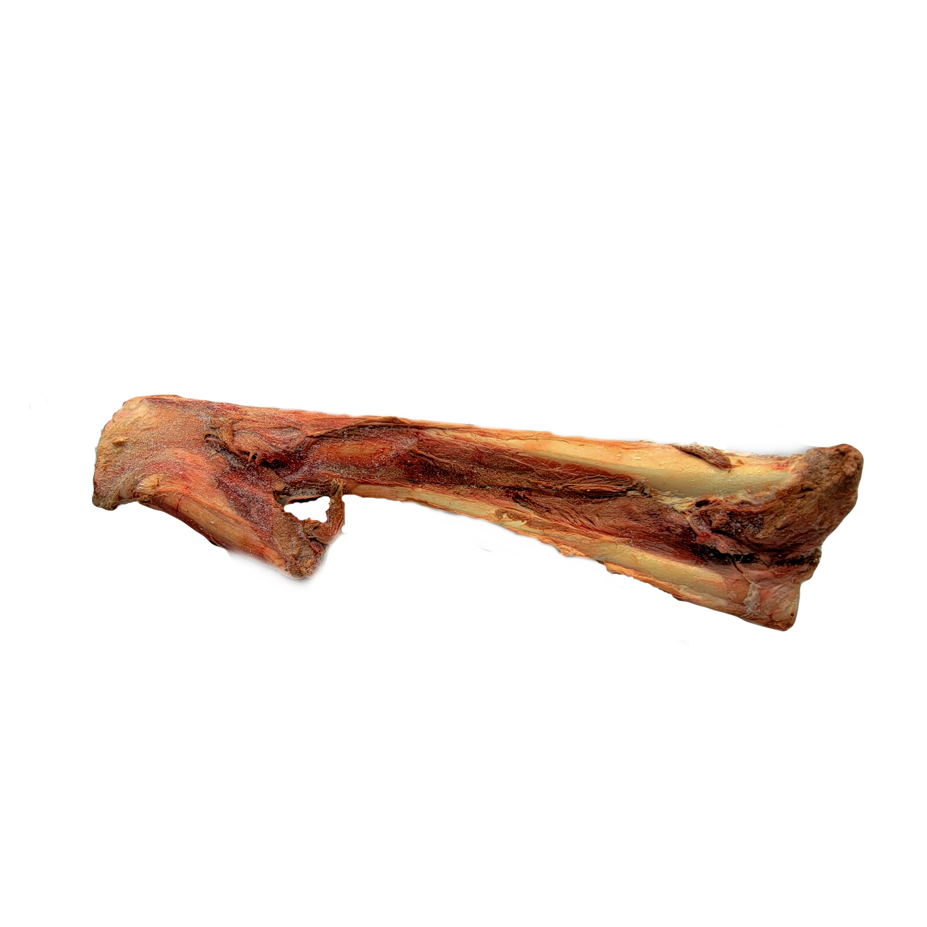 1 Beef femur