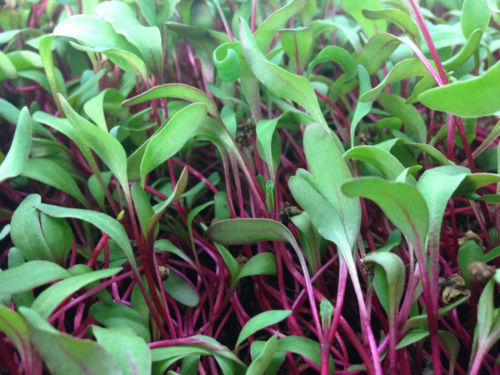 Thumbnail: Indoor Microgreen Farm, Beet Micros