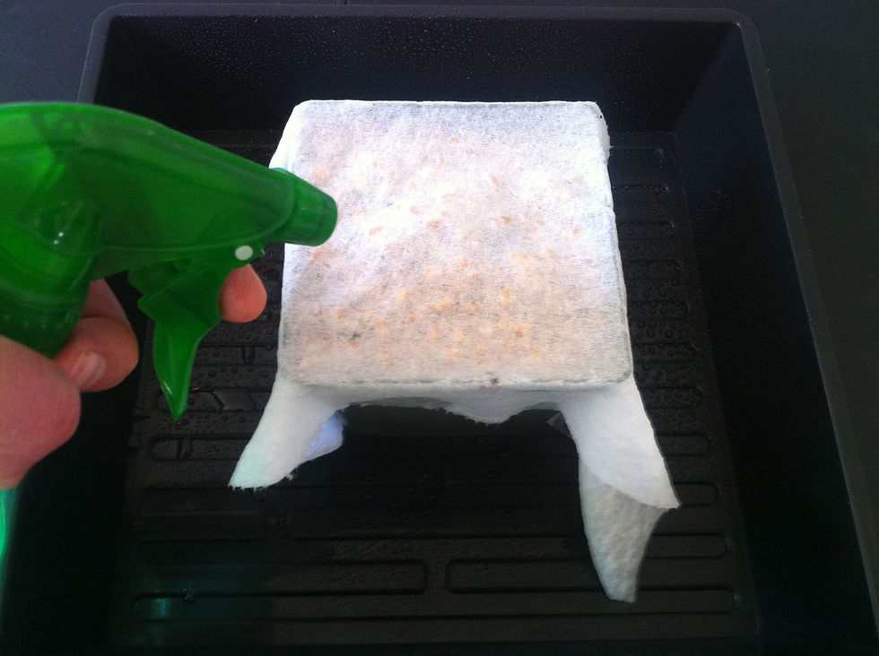 Thumbnail: ORGANIC WHEATGRASS CAT GRASS HOME GROWING KIT
