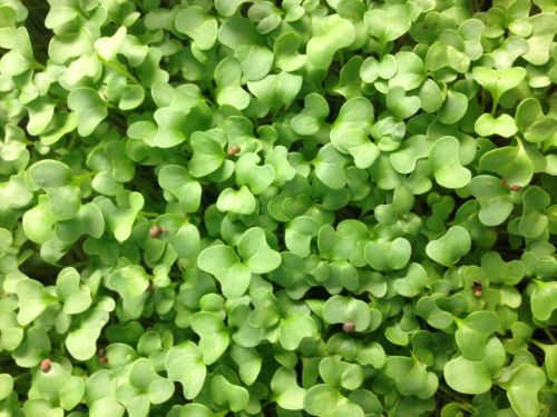 Thumbnail: Blue Curled Kale Microgreens