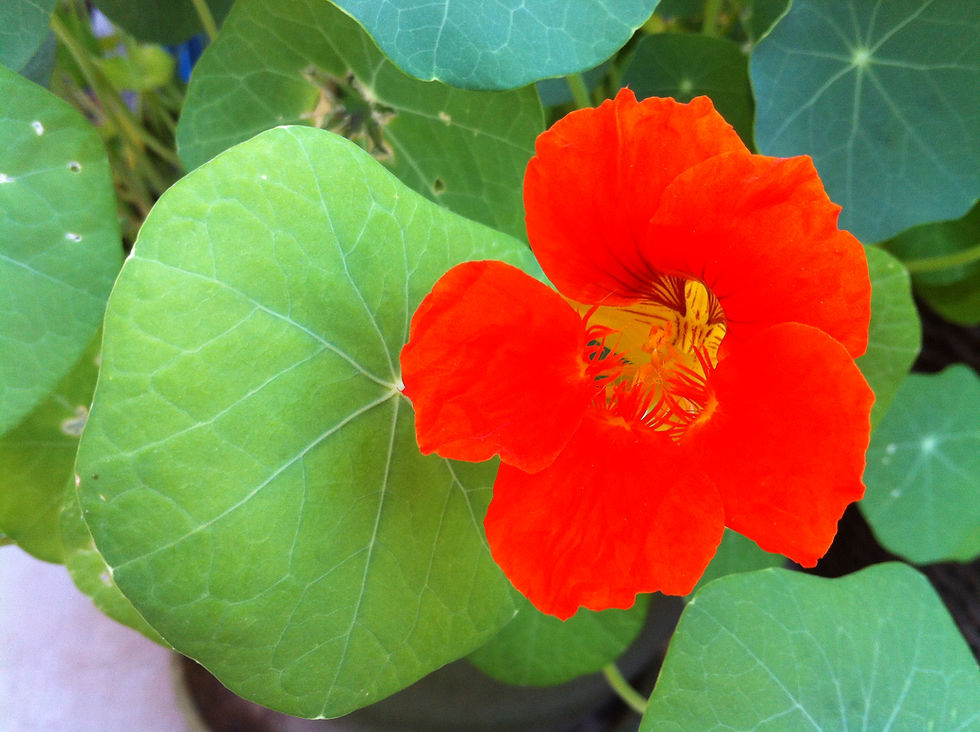 Thumbnail: Nasturtium Seed