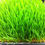 Thumbnail: WheatGrass Seed, Organic