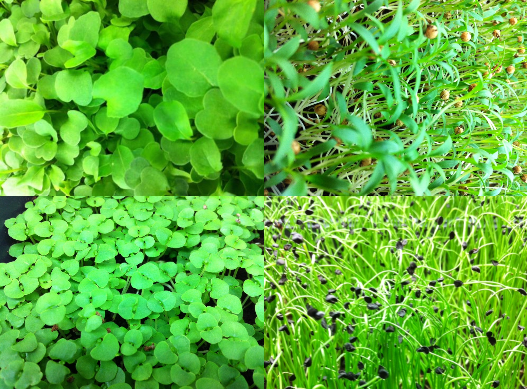 Herb & Flavor Refill Set