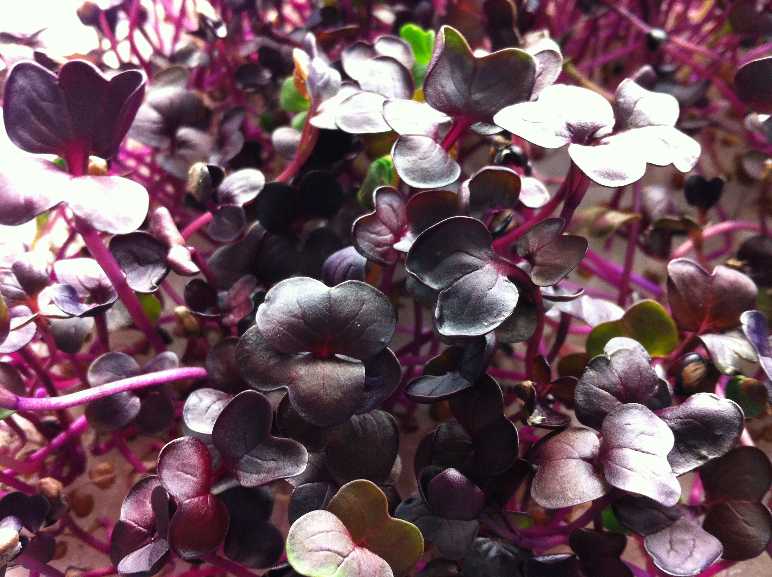 Red Sango Radish Microgreens