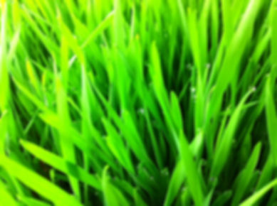 WheatGrass Seed, Organic