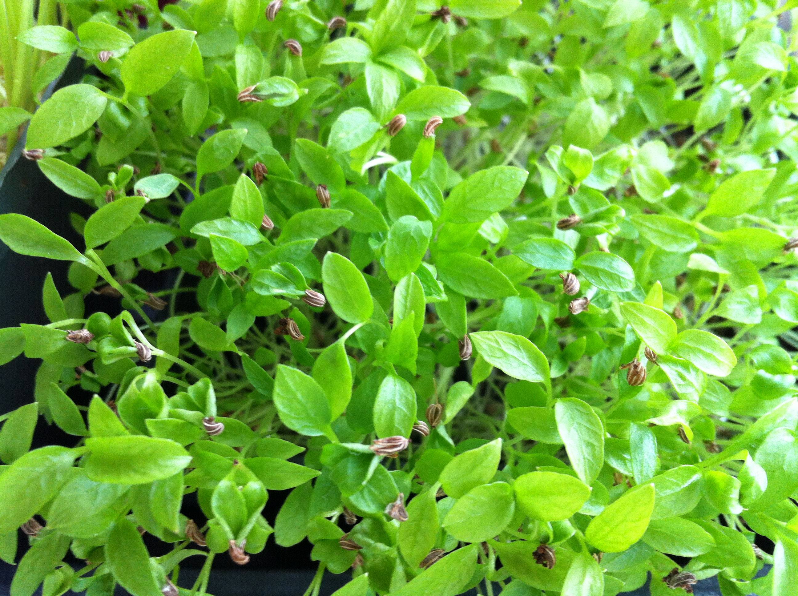Parsley Microgreens