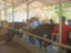 Veterinary_students5