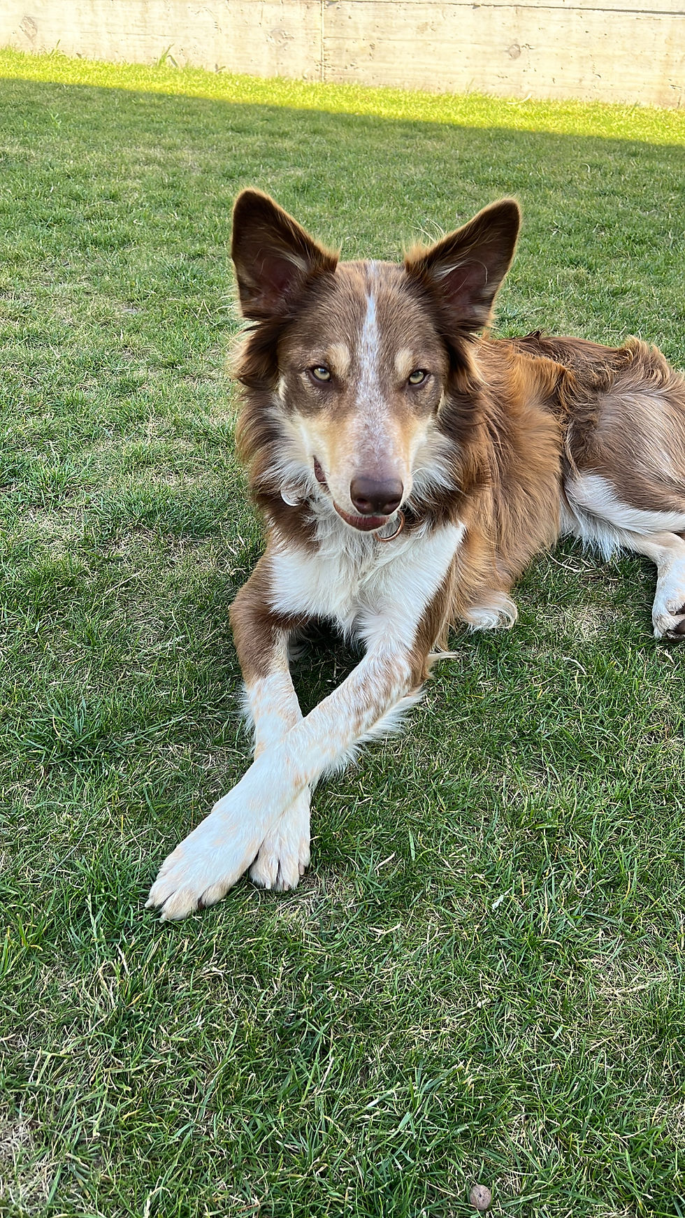 Photo de Tao en train de se relaxer avant de travailler en obéissance canine