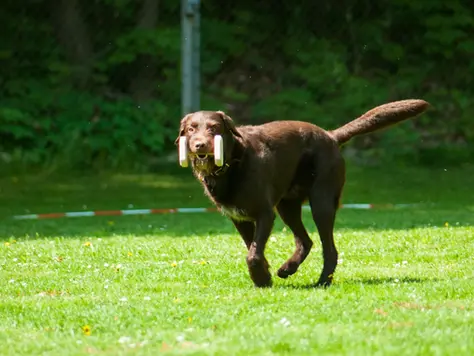 L'obédience canine en Suisse : Guide complet, règles et entraînement