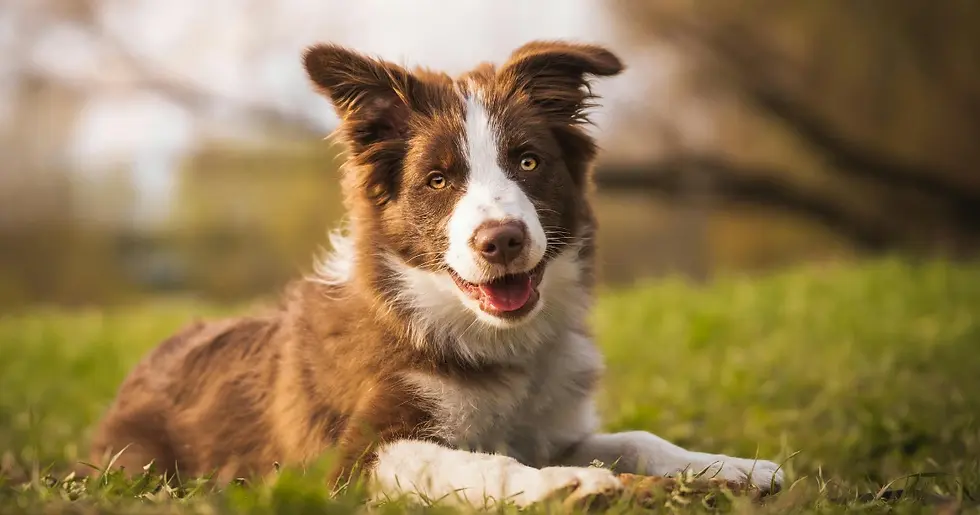 Chien qui attend