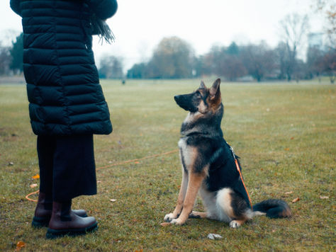 Concours obéissance canine en Suisse, quoi et comment?