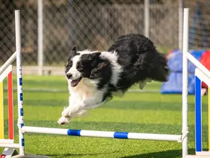Chien qui saut une haie en agility