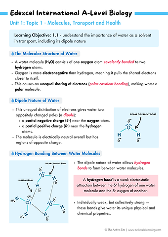 Edexcel IAL Biology - Unit 1 - Topic 1 - Molecules, Transport and Health- The Active Site.