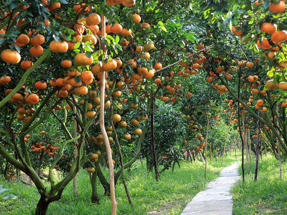 Tham quan vườn trái cây và khu du lịch sinh thái, trải nghiệm hái quả (Ảnh: Sưu tầm)