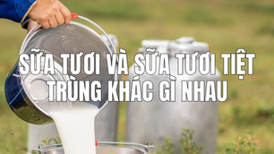 sữa tươi và sữa tiệt trùng có gì khác biệt