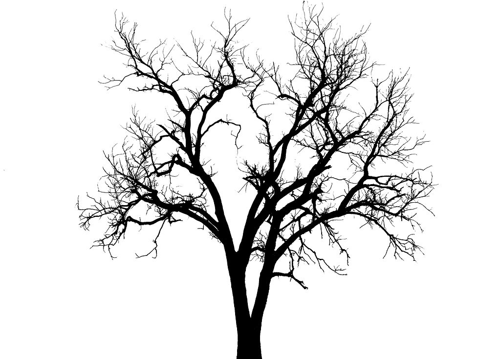 Tree 134e Foss OK
