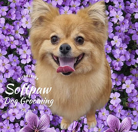 Pomeranian groomed at Softpaw Dog Grooming