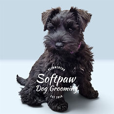 Adorable, fluffy Miniature Schnauzer puppy at Softpaw Dog Grooming
