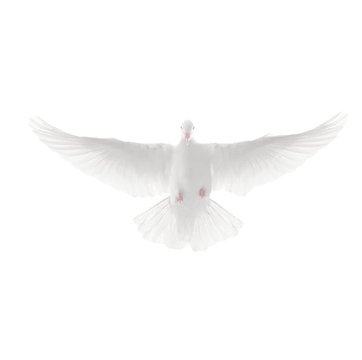 doveinflight2_edited.png