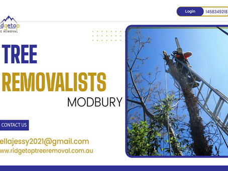 Top reasons to hire tree removalists – let’s explore