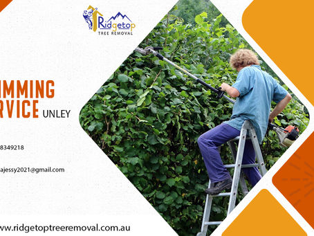 All you need to know before Hiring Tree Trimming Services
