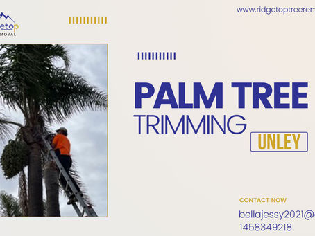 Explore the benefits of availing of professional palm tree trimming services
