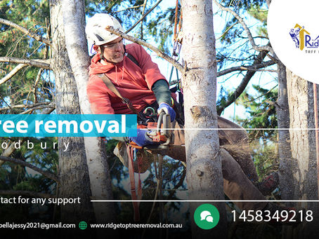 Why you should opt for tree removal service?-A brief overview