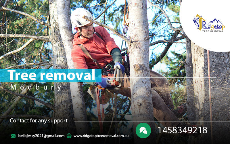Tree removal Modbury