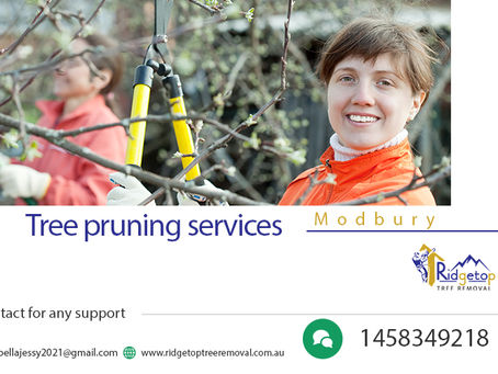 All you need to know about professional tree pruning services